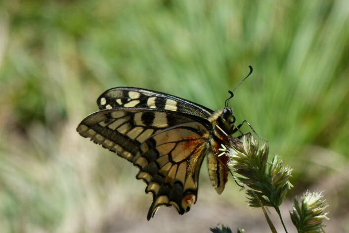 schmetterling_cachedimage_2736_1824_pos4.jpg